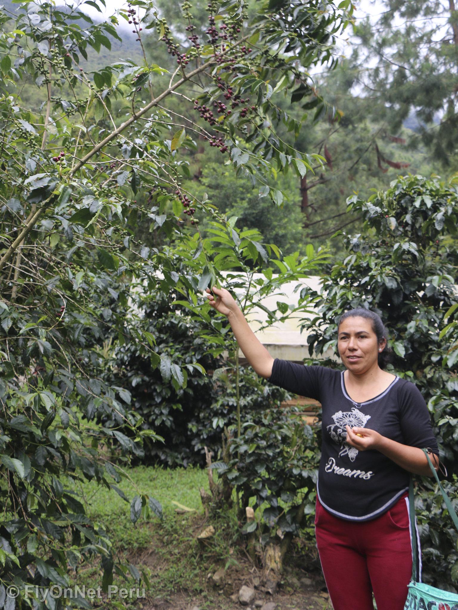 Fotoalbum: Besuch der Kaffeeplantage
