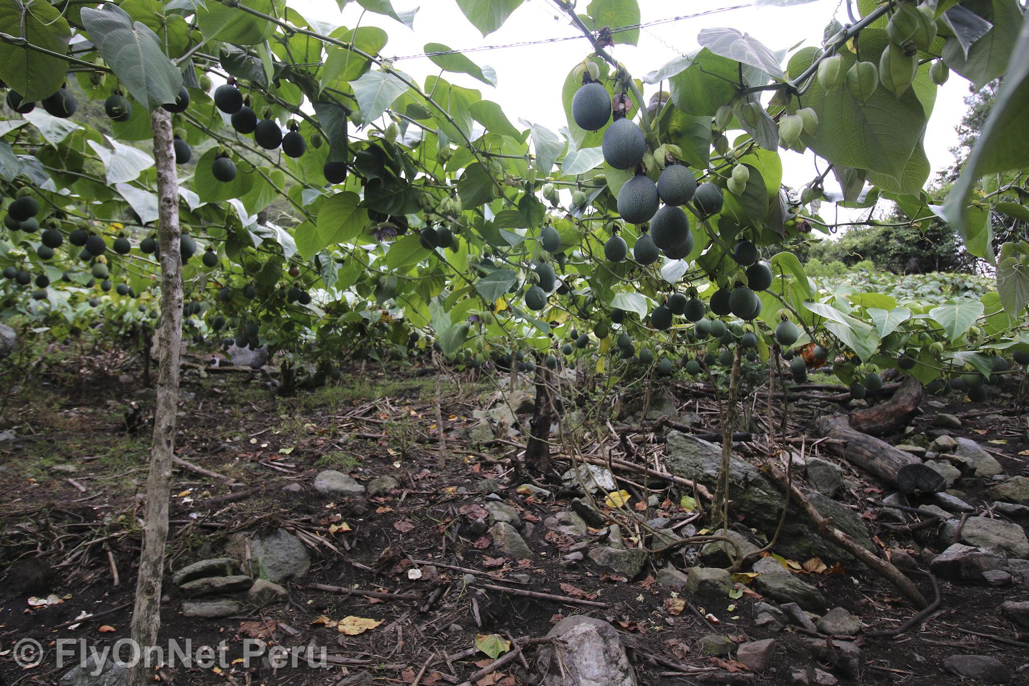 Fotoalbum: Besuch der Kaffeeplantage