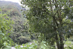 Avocado-Plantage