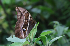 Schmetterling unterwegs