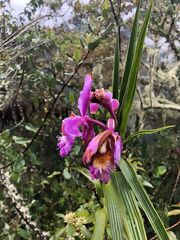 Orchidee
